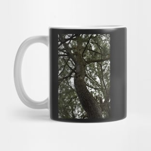 Looking up at a Pine Tree Mug